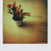 Polaroid Foto Blume