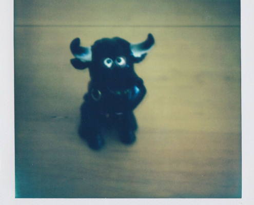 Polaroidfoto Stier