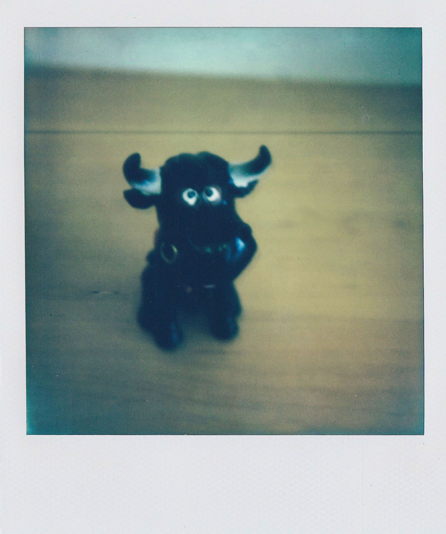 Polaroidfoto Stier