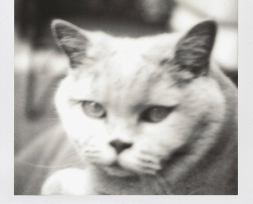 Polaroidfoto Lara Katze SW