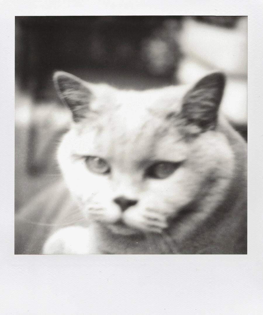 Polaroidfoto Lara Katze SW